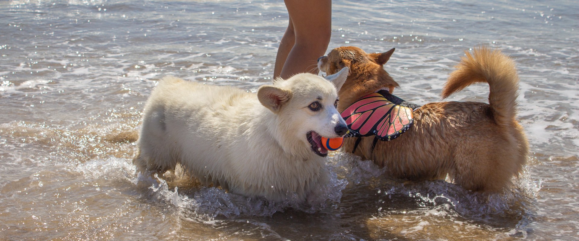 Celebrating with Pets in Los Angeles County, CA: A Pet-Lover's Guide