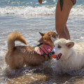 Celebrating with Pets in Los Angeles County, CA: A Pet-Lover's Guide
