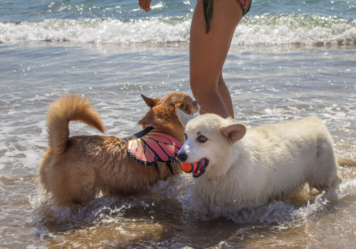 Celebrating with Pets in Los Angeles County, CA: A Pet-Lover's Guide